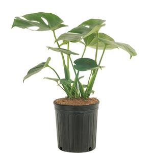 Monstera Deliciosa Indoor Plant in 10 in. Grower Planter, Avg. Shipping Height 2-3 ft. Tall