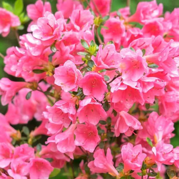 3 gal. Coral Bells Azalea Evergreen Shrub with Pink Flowers