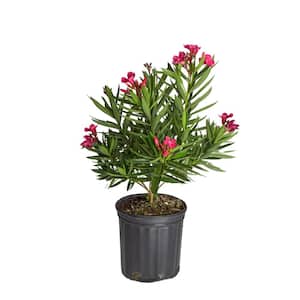 10 in. Outdoor Pink Oleander Bush Plant in Grower Pot, Avg. Shipping Height 26 in. to 32 in. Tall