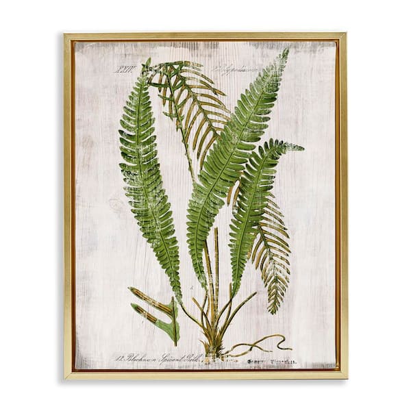 Stupell Industries Thin Fern Leaves Study by Susan Arnot Gold Floater Frame Nature Graphic Art Print 21 in. x 17 in.