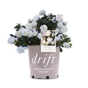 1 Gal. The White Drift Rose Bush with White Flowers (2-Plants)
