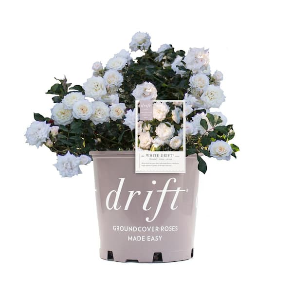 Drift 1 Gal. White Drift Rose Bush with White Flowers