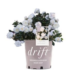 1 Gal. White Drift Live Rose Bush with White Flowers