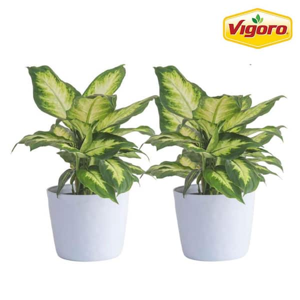Vigoro Dieffenbachia Indoor Plant in 6 in. White Ribbed Plastic Decor Planter, Avg. Shipping Height 1-2 ft. Tall (2-Pack)