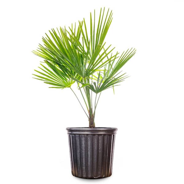 Perfect Plants Windmill Palm Tree in 3 Gal. Grower's Pot
