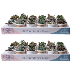 Mini Indoor Succulent Plants in 2 in. Ceramic Pots and Tray, Avg. Shipping Height 2 in. Tall (48-Pack)