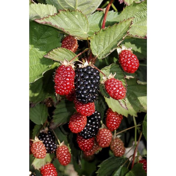 Wekiva Foliage Galaxy BlackBerry Plant-4 Live Starter Plants in 2 Inch Pots-Rubus-Fruit Trees for The Patio and Garden