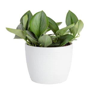 Trending Tropicals Sterling Silver Plant in 6 in. White Ceramic Pot