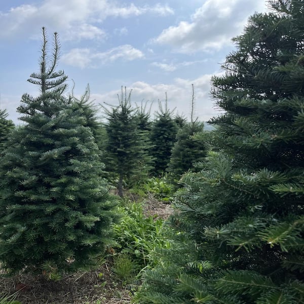 Balsam & Cedar in Large Textured Metal Container