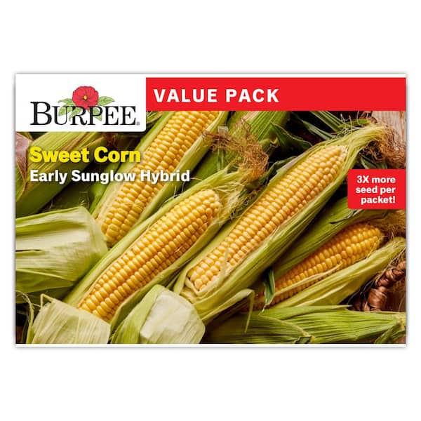 Value Pack Corn Yellow Early Sunglow Hybrid  Vegetable Seed
