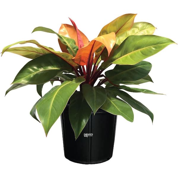 Nature's Way Farms, Philodendron Prince of Orange, Live Plant (25-30 in. Tall) in Grower Pot