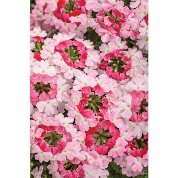 PROVEN WINNERS 4.25 in. Sparkling Rose Superbena (Verbena) Live Annual Plant (4-Pack)