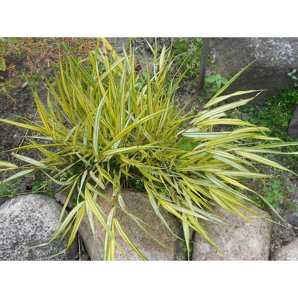 Online Orchards 1 Gal. Aureola Japanese Forest Grass - Unique Golden/Green Variegated and Mounding Ornamental Grass