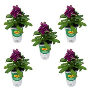 1 Qt. Stock Deep Rose Matthiola Incana Annual Plant with Deep Rose Flowers (5- Pack)