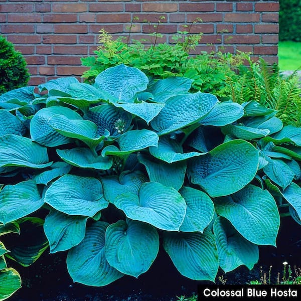 chinese plant pot Chinese Money Plant For Sale – Logee's Plants