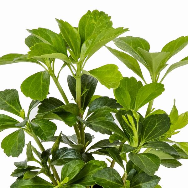 METROLINA GREENHOUSES #4 1-Pint Japanese Spurge Plant 1617 - The