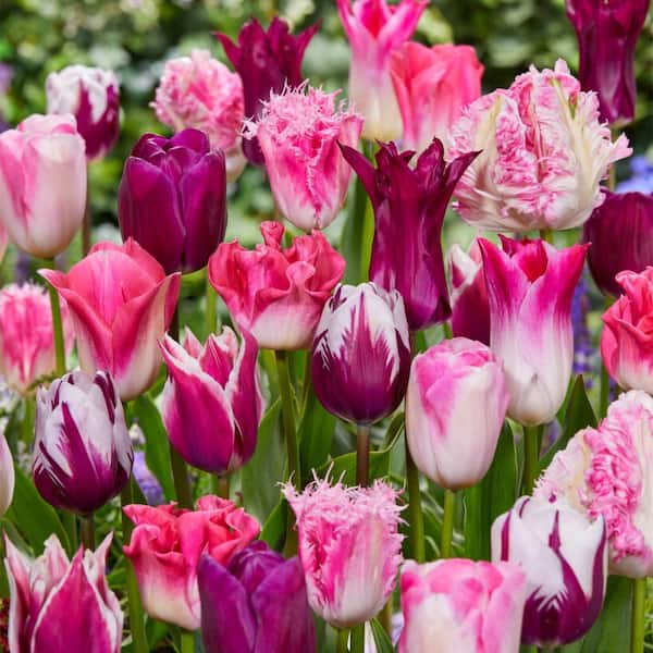 Tulips Extended Bloom Roseate Mixture Set of 25 Bulbs