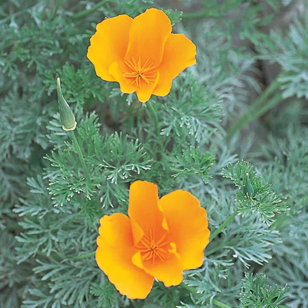 SMART PLANET SP CALIforNIA POPPY ORANGE 2.5 qt. Plant 1007455185 - The Home  Depot