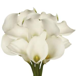 12 Stems of White Calla Lilies- Fresh Flower Delivery