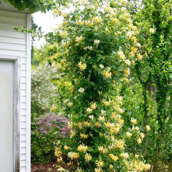 PROVEN WINNERS 2 Gal. Lonicera Scentsation Honeysuckle Flowering Shrub with Yellow and White Blooms
