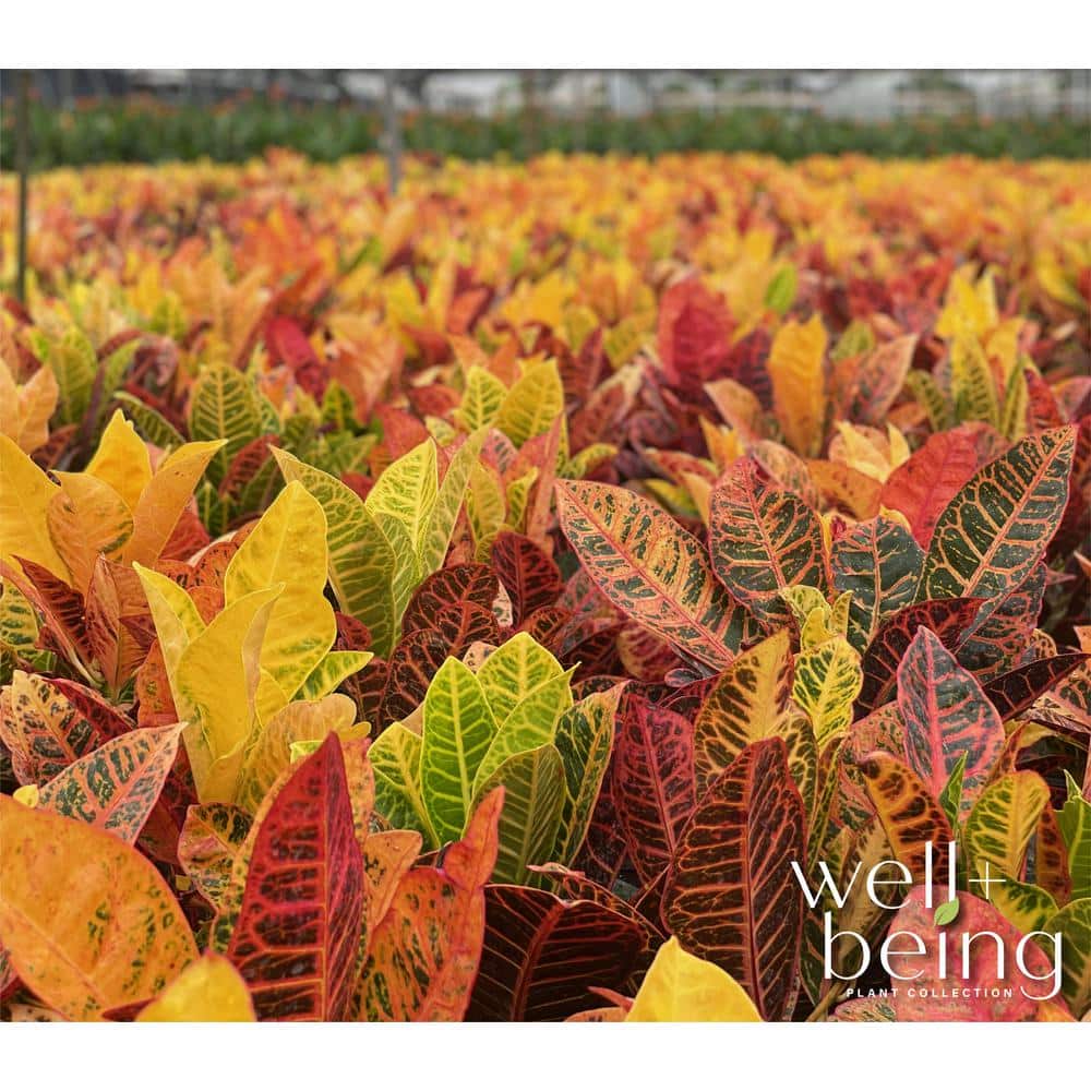 Croton Petra 15-25in. Tall Vibrant Foliage Plant in Black Pot