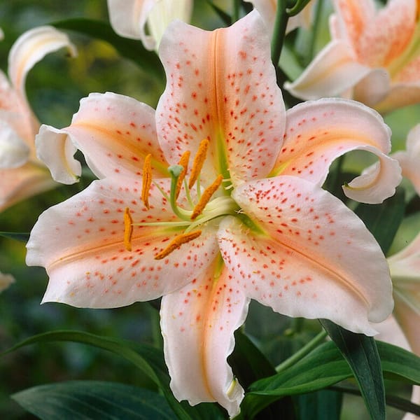 Garden State Bulb 14/16 cm, Salmon Star Oriental Lily Flower Bulbs (Bag of 20)