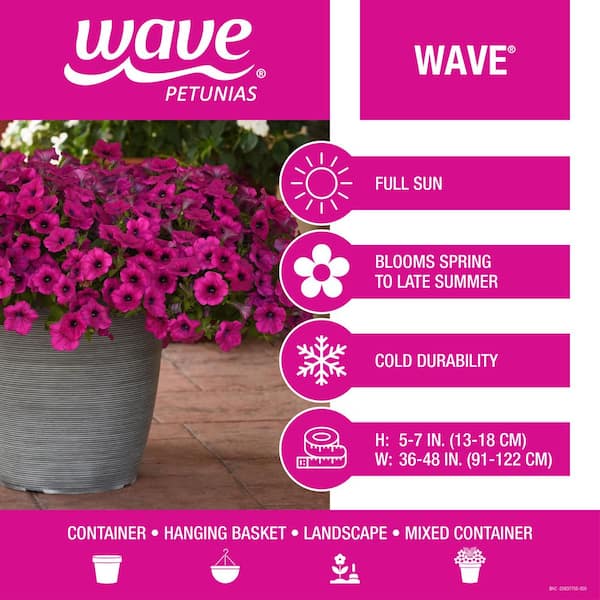 4-Pack Wave Petunia Mix Annual Plant with Assorted Flowers