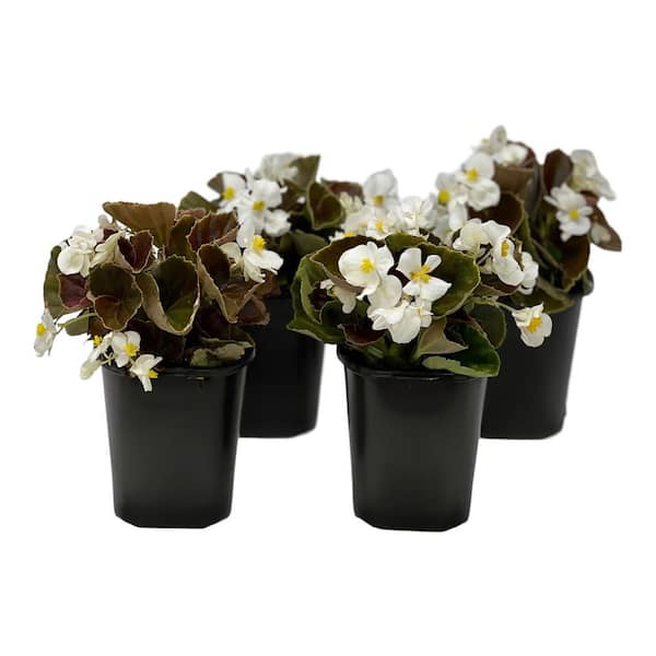 Pure Beauty Farms 1.38 Pt.  Begonia Bronze Leaf White Flower in 4.5 In. Grower's Pot (4-Plants)