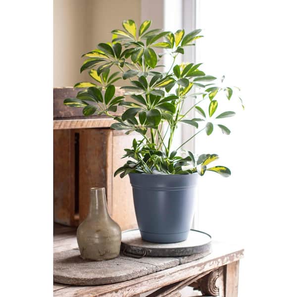 Vigoro 6 in. Mirabelle Small Stormy Gray Plastic Planter (6 in. D x 5.3 in.  H) with Drainage Hole and Attached Saucer ECA06000A53 - The Home Depot