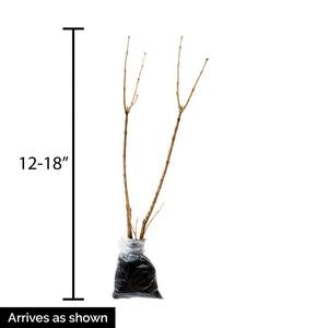 12 in. Tall to 18 in. Tall Royalty Lilac (Syringa), Live Bareroot Shrub (1-Pack)
