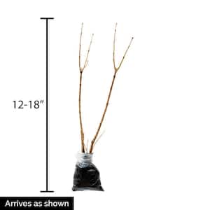 12 in. to 18 in. Tall Royalty Lilac (Syringa) Hedge Starter Kit, Live Bareroot Shrubs (4-Pack)