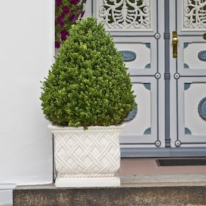 17.75 in. Light Aged White Cast Stone Square Lattice Planter