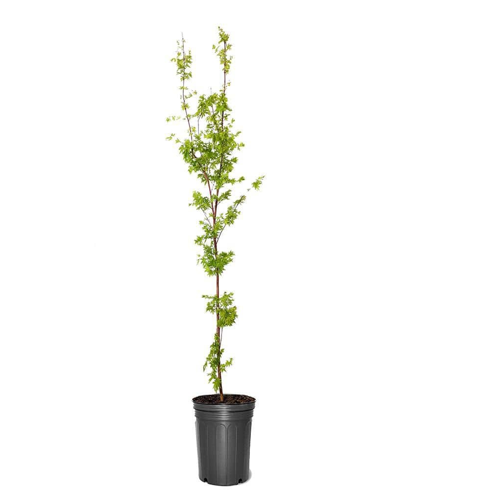 maple様 1 gal. Sango Kaku Deciduous Japanese Maple Tree MAPJSA01GH - The