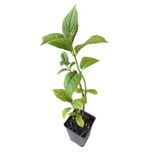 Nikko Blue Hydrangea 3-Total Plants in 3 Separate 2.25 in. Pot