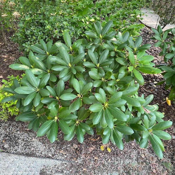Spring Hill Nurseries 1.50 Gal. Pot, Chinoides Rhododendron, Live