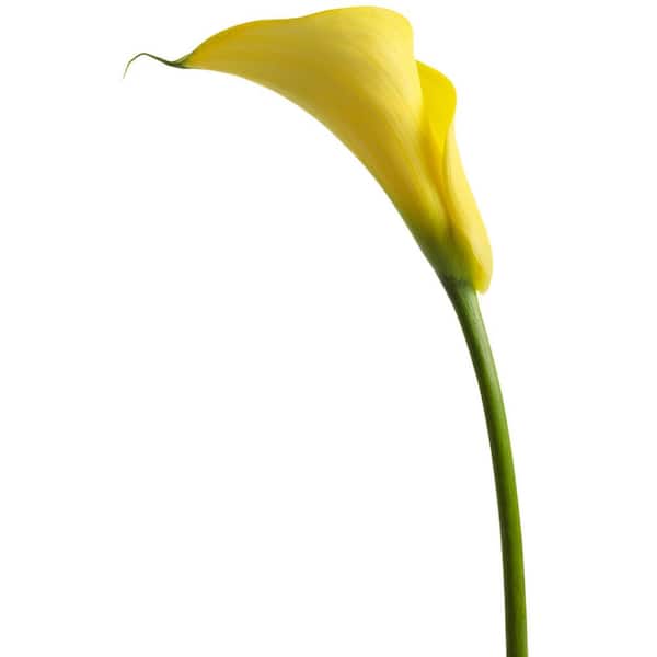 PROVEN WINNERS 6.5 in. Be My Sunshine Calla Lily Hybrid 