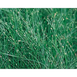 4.5 in. Qt. Graceful Grasses Fiber Optic Grass (Isolepsis) Live Plant, Green Foliage