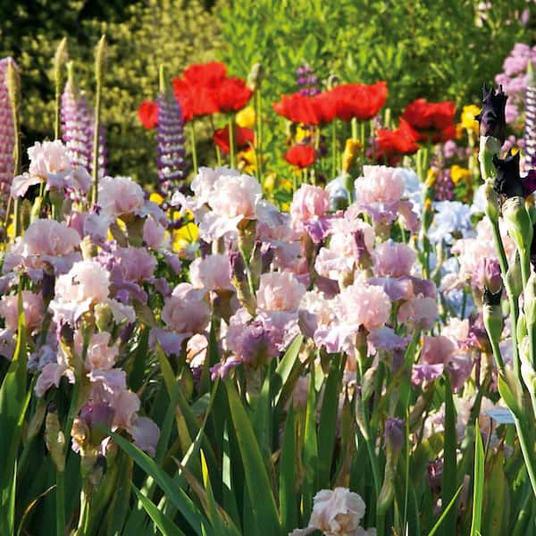 VAN ZYVERDEN Bearded Iris Cherub's Smile Pink Iris germanica