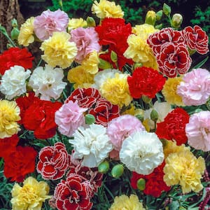 4 in. Pot, Border Carnation (Dianthus) Deciduous Flowering Perennial Plant (1-Pack)
