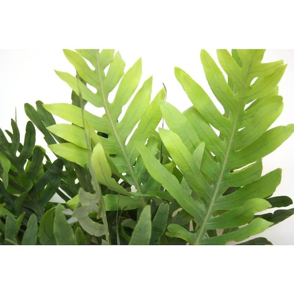 Delray Plants Blue Star Fern in 6 in. pot