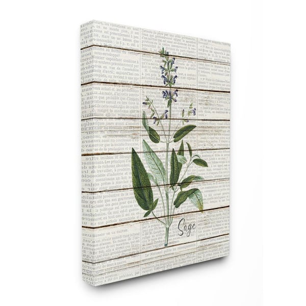 Stupell Industries 16 in. x 20 in. "Sage Vintage Herb Kitchen Dining Room Word Collage" by Kimberly Allen Canvas Wall Art