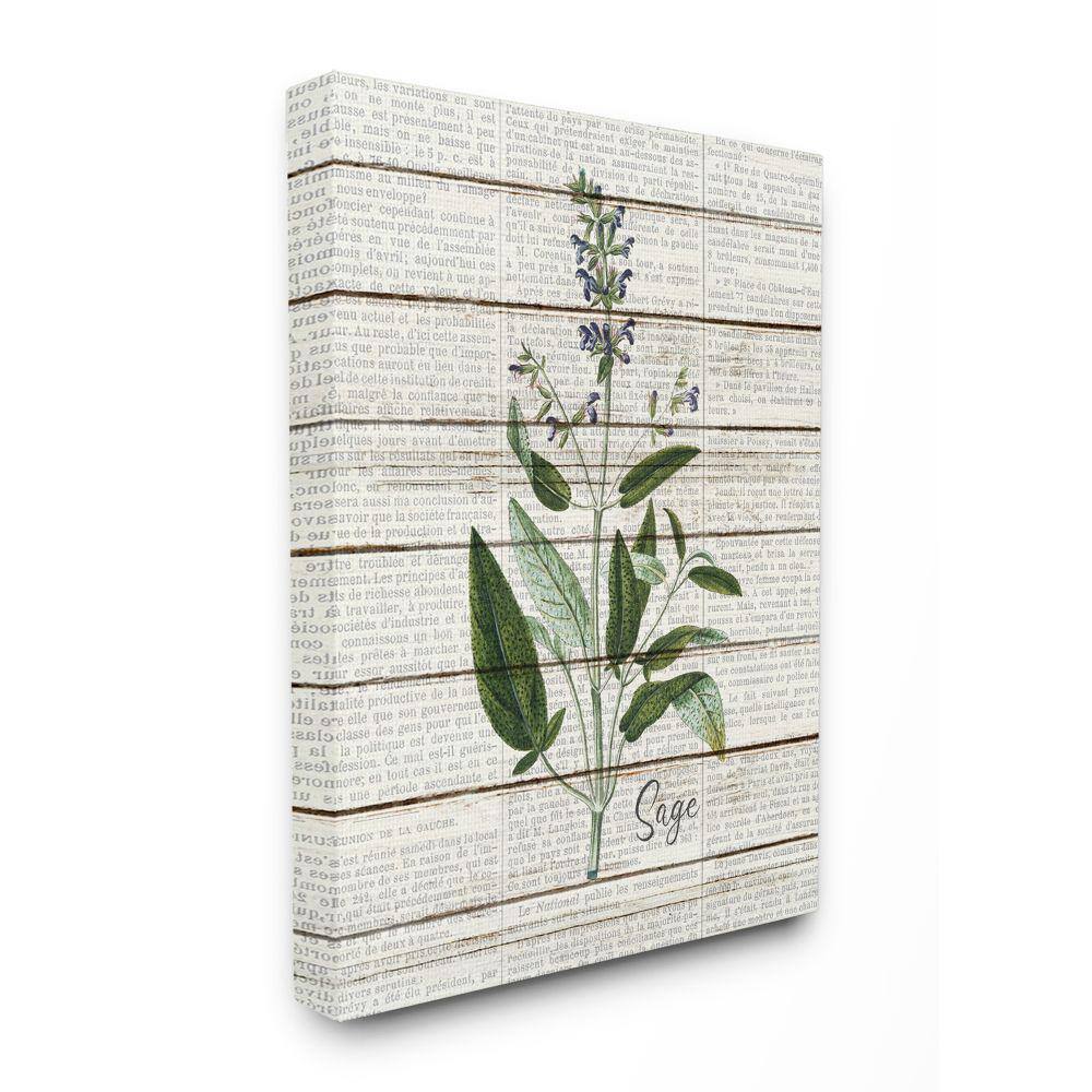 "24 in. x 30 in. ""Sage Vintage Herb Kitchen Dining Room Word Collage"" by Kimberly Allen Canvas Wall Art" price history on PriceWatchPro