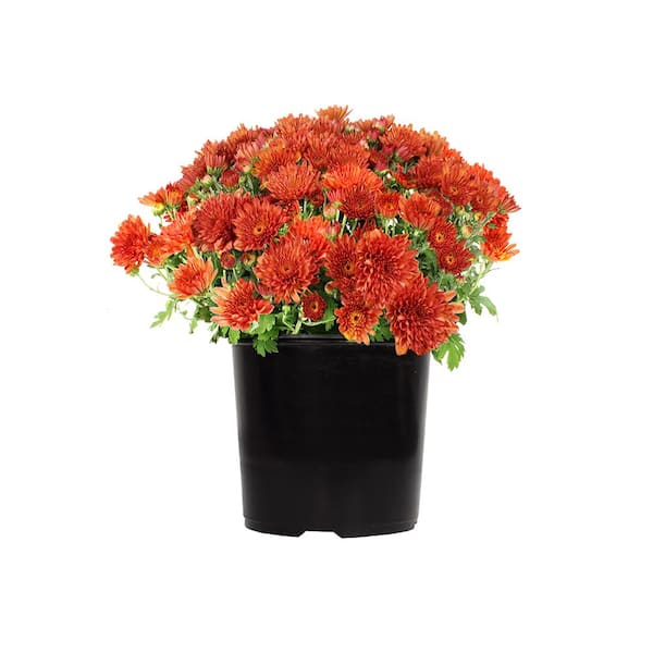 ALTMAN PLANTS 2.5 Qt. #1 Red Chrysanthemum Plant 17102 - The Home Depot