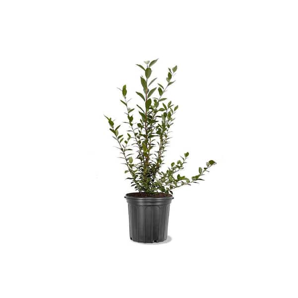 Unbranded 5 gal. Ochlockonee Rabbiteye Blueberry Plant