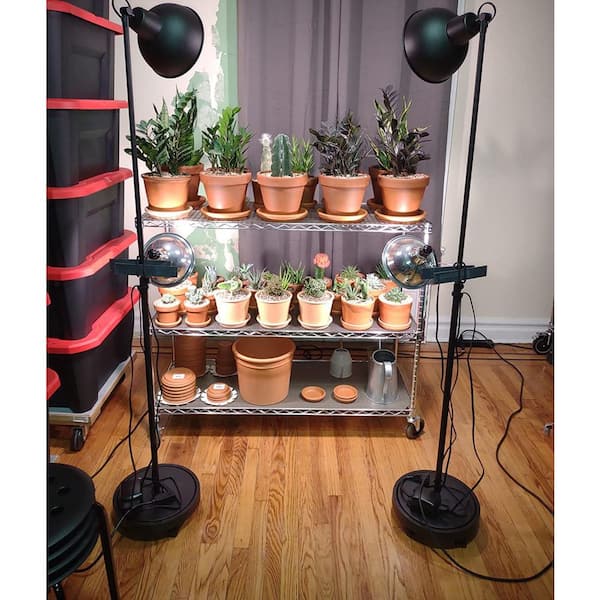 buy indoor bamboo plants Lucky Bamboo Twists Water Plant MEDIUM 6-Pack