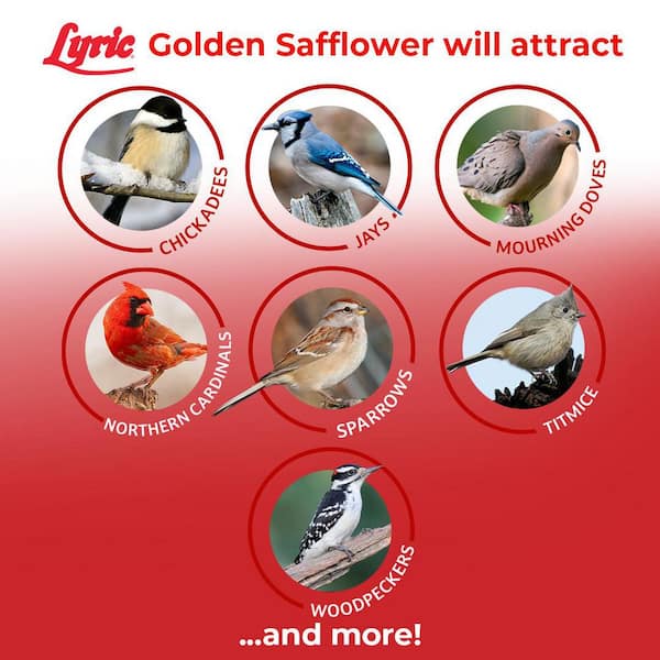 Old Potters Wildlife Safflower Seed for Wildlife Bird Feeding, Non-GMO and A Small Farm Grown, 3 lbs