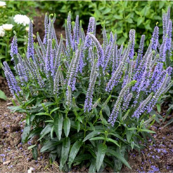 PROVEN WINNERS 0.65 Gal., Magic Show Ever After Spike Speedwell