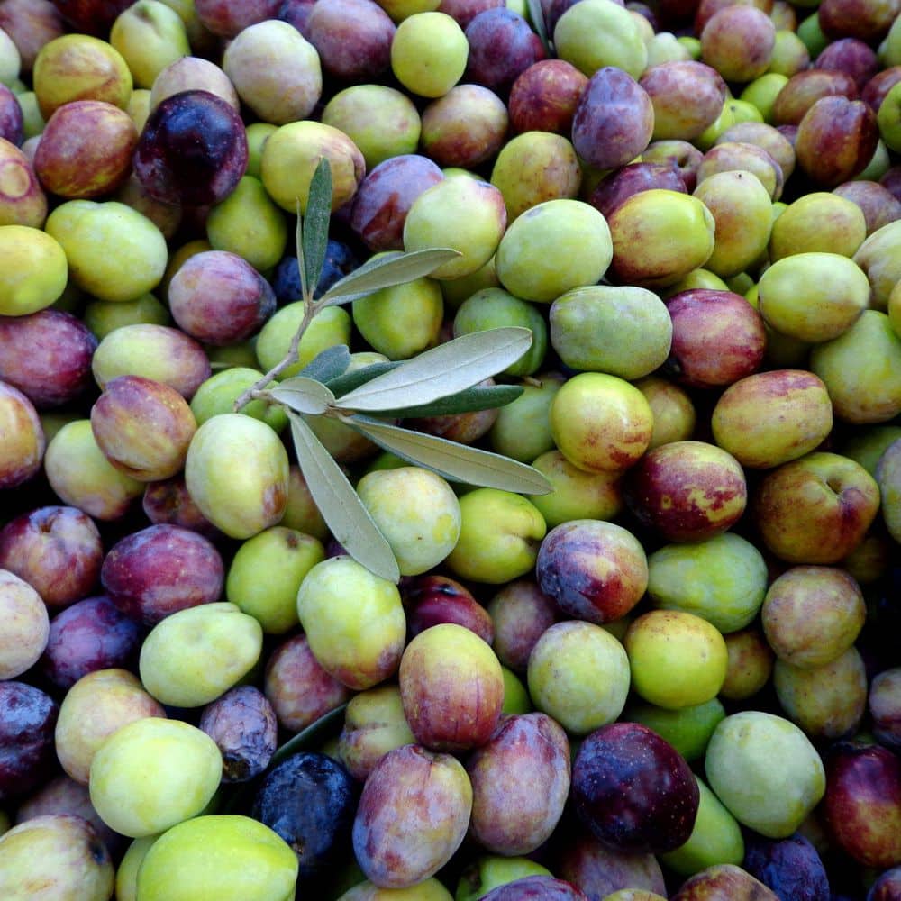 Wilsonii Olive Tree 20' Creamy White Blooms Full Sun Evergreen