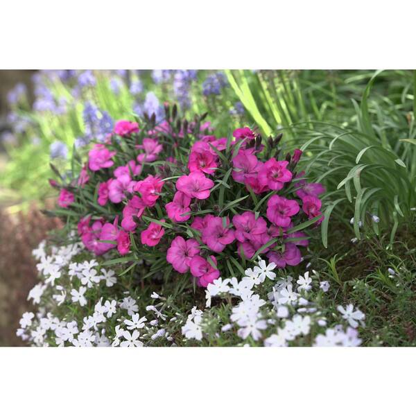 Unbranded. 2.5 QT Dianthus 'Everlast Neon Pink' Perennial Plant