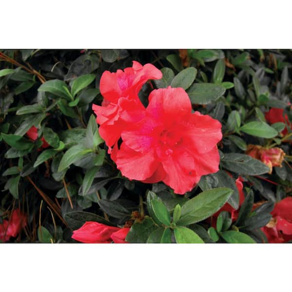 2 Gal. Echo Fireglow Azalea Shrub with Red Orange Reblooming Flowers